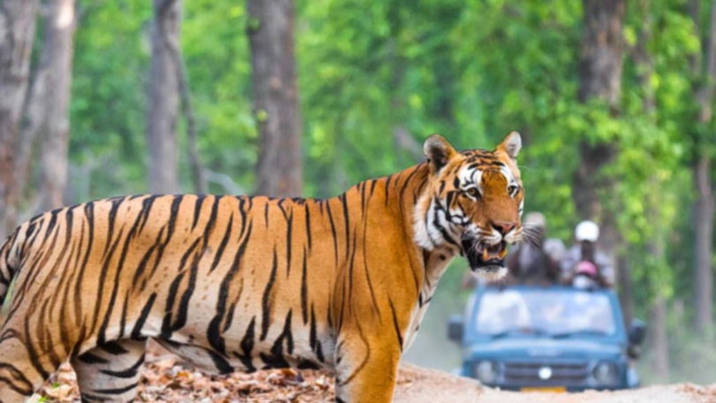 Eturnagaram Wildlife Sanctuary tiger zone safari