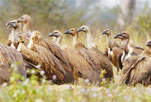 Best Wildlife Sanctuaries In Warangal