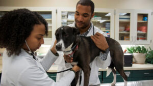 Veterinary Colleges In Warangal